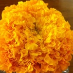 화가 (Flower Gallery) - 논현2동에서 꽃집일에서의 사진