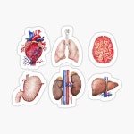 Happy Kidneys Sticker for Sale by Havocgirl | Redbubble Happy Kidneys Sticker for Sale by Havocgirl