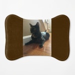 Tortitude  Pet Mat for Sale by Amanda1775 | Redbubble Tortitude  Pet Mat for Sale by Amanda1775