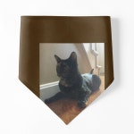 Tortitude  Pet Bandana for Sale by Amanda1775 | Redbubble Tortitude  Pet Bandana for Sale by Amanda1775