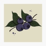 Blueberry  Photographic Print for Sale by Alliecat55 | Redbubble Blueberry  Photographic Print for Sale by Alliecat55