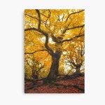 Autumn Love // Fall Vibes Vintage Warm Fairytale Forest With Magic Wonderland Trees Canvas Print for Sale by Tordis Kayma... 