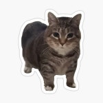 Mr fresh side eyed cat meme Sticker by Asutip | Redbubble Mr fresh side eyed cat meme Sticker by Asutip