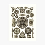 Ernst Haeckel Diatoms Vintage Brown Art Print for Sale by Aimee Wilson | Redbubble Ernst Haeckel Diatoms Vintage Brown Art... 