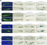 Developmental lineage priming in Dictyostelium by heterogeneous Ras activation | eLife Developmental lineage priming in... 