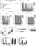 in B lymphoblastic leukemia by deactivating a single enhancer... in B lymphoblastic leukemia by deactivating a single enhancer
