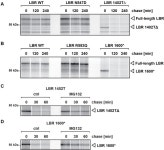 The Lamin B receptor is essential for cholesterol synthesis and... Lamin B receptor is essential for cholesterol synthesis and... 