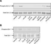 Figures and data in Phosphorylation of β-arrestin2 at Thr383 by MEK underlies β-arrestin-dependent activation of Erk1/2 by... 