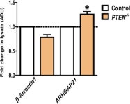 β-Arrestin1/ARHGAP21 scaffolding complex | eLife PTEN controls... through a juxtamembrane β-Arrestin1/ARHGAP21 scaffolding complex