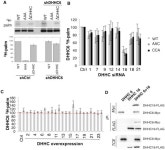 ZDHHC16-ZDHHC6 palmitoylation cascade | eLife Figures and data... and dynamics of the human ZDHHC16-ZDHHC6 palmitoylation cascade