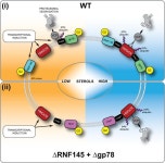 Figures and data in The sterol-responsive RNF145 E3 ubiquitin... RNF145 E3 ubiquitin ligase mediates the degradation of HMG-CoA... 
