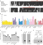 Tmem263 deletion disrupts the GH/IGF-1 axis and causes dwarfism and impairs skeletal acquisition | eLife Tmem263 deletion... 