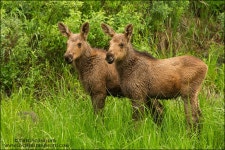 Moose Calves