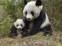 Giant Pandas