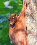 Sunda Flying Lemur