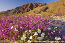 Desert Wildflowers
