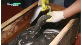 베풀장어 : 민물장어 프렌차이즈 베풀장어에서 홍보부서 사무직을 채용합니다 - 알바천국, 쓸수록 천국 [알바천국] 대구 중구 / 베풀장어... 