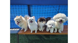 멍클래스 애견유치원 애견호텔 채용정보 : 멍클래스 애견유치원&호텔 하남감일점 (16시~19시) 선생님 모집합니다 - 알바천국