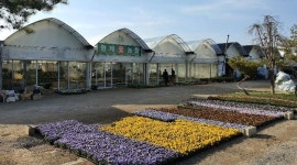 형제꽃농원 : 형제꽃농원 판매보조 모집/주5일/1~3개월단기/주휴지급... 형제꽃농원 / 형제꽃농원  판매보조 모집/주5일/1~3개월단기/주휴지급... 