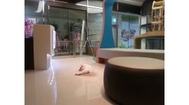 오션시티동물병원 : (부산 강서구 명지동)오션시티동물병원 수의테크니션, 수의간호사 구합니다. - 알바천국 [알바천국] 부산 강서구... 