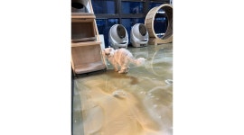 홈스토리생활_하이비타민_정기결제_4 | (주)하이스토리 : 고양이 케어 알바 모집 (정기 펫시터) - 알바천국 [알바천국] 대구 북구 / (주)하이스토리 / 고양이 케어 알바 모집 (정기...