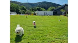 멍리버 : 대구 멍리버 애견카페 [주말2일 ] 직원모집 - 알바천국... 대구 전체 / 멍리버 / 대구 멍리버 애견카페 [주말2일 ] 직원모집 / 10,000원