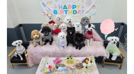 타로몽 채용정보 : 타로몽 애견유치원 선생님 모집 - 알바천국 타로몽 채용정보 : 타로몽  애견유치원  선생님  모집 - 알바천국