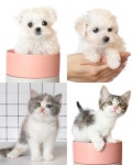 야옹아멍멍해봐 - 【 애견용품전문점-판매사원모집 】주5일/ 12~20시/ 월170만원 - 판매직 매장관리 채용정보는 샵마넷 ShopMa.net