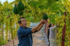 [사진] 중약재 수확하는 분주한 손길 | 이코노믹데일리