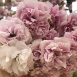 [알라딘서재][100자평] 영화기자의 글쓰기 수업 [100자평] 영화기자의 글쓰기 수업