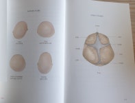 [알라딘서재]우리아이 동글동글 머리만들기 우리아이 동글동글 머리만들기 