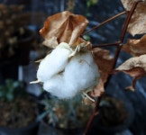 [알라딘서재]벌써 수선화가? 그리고 책을 삼 벌써 수선화가? 그리고 책을 삼