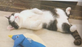 [알라딘서재]발라당 고양이들 발라당 고양이들