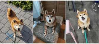 [알라딘서재][금쪽같은 우리 댕댕이, 견생역전 프로젝트] [금쪽같은 우리 댕댕이, 견생역전 프로젝트]