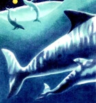 [중고] 꿈이 자라는 밤에 : 알라딘