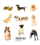 나만 없어, 댕댕이 | 해든아침 편집부 엮음, 하니종합동물병원 감수 | 알라딘 나만 없어, 댕댕이 | 해든아침 편집부 엮음, 하니종합동물병원 감수