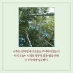 나는 나무에게 인생을 배웠다 : 알라딘
