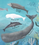 [중고] 세상의 모든 고래 | 다시 도벨 | 알라딘 [중고] 세상의 모든 고래 | 다시 도벨