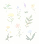 [중고] 손끝에서 피어나는 오일파스텔 꽃 컬러링북 세트 - 전2권 (가이드북 + 컬러링북) | 송지현 | 알라딘 [중고] 손끝에서 피어나는 오일파스텔 꽃... 