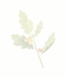 [중고] 손끝에서 피어나는 오일파스텔 꽃 컬러링북 세트 - 전2권 (가이드북 + 컬러링북) | 송지현 | 알라딘 [중고] 손끝에서 피어나는 오일파스텔 꽃... 