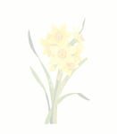 [중고] 손끝에서 피어나는 오일파스텔 꽃 컬러링북 세트 - 전2권 (가이드북 + 컬러링북) | 송지현 | 알라딘 [중고] 손끝에서 피어나는 오일파스텔 꽃... 