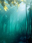 바다의 숲 | 크레이그 포스터.로스 프릴링크 | 알라딘 바다의 숲 | 크레이그 포스터.로스 프릴링크