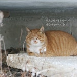 [전자책] 어서 오세요, 고양이 식당에 | 이용한 | 알라딘 어서 오세요, 고양이 식당에 | 이용한