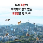 찾아봐요! 복작복작 서울에 사는 동물들 | 백조은.이연우 | 알라딘 찾아봐요! 복작복작 서울에 사는 동물들 | 백조은.이연우