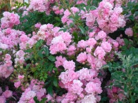 [알라딘]인간경영 (이원수 장편기업소설) 1983 -백양출판사-