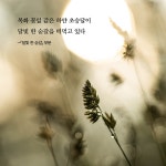 알라딘: 달빛 한 숟갈 달빛 한 숟갈