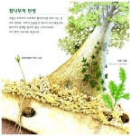 [중고] 참나무가 우리집이에요 : 알라딘