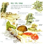[중고] 참나무가 우리집이에요 | 페루치오 쿠치아리니 글.그림, 전은경 옮김 | 알라딘 [중고] 참나무가 우리집이에요 | 페루치오 쿠치아리니 글.... 