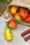 내일의 토마토 Tomato Of Tomorrow | 그래도팜 | 알라딘 내일의 토마토 Tomato Of Tomorrow | 그래도팜