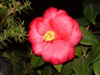 THE BEATLES ( 로버트 휘테커 ) 셔터속 빛나는 청춘의 기록 (도록 ) - XCI- | 알라딘 THE BEATLES  ( 로버트 휘테커 )  셔터속 빛나는 청춘의... 